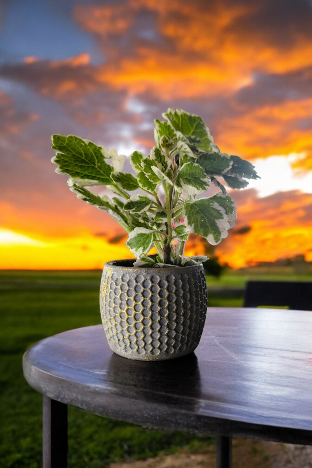 Mini Taş saksıda Cennet Yaprağı Bitkisi Muhteşem Kokulu 5.5 cm Plectranthus Coleoides 001
