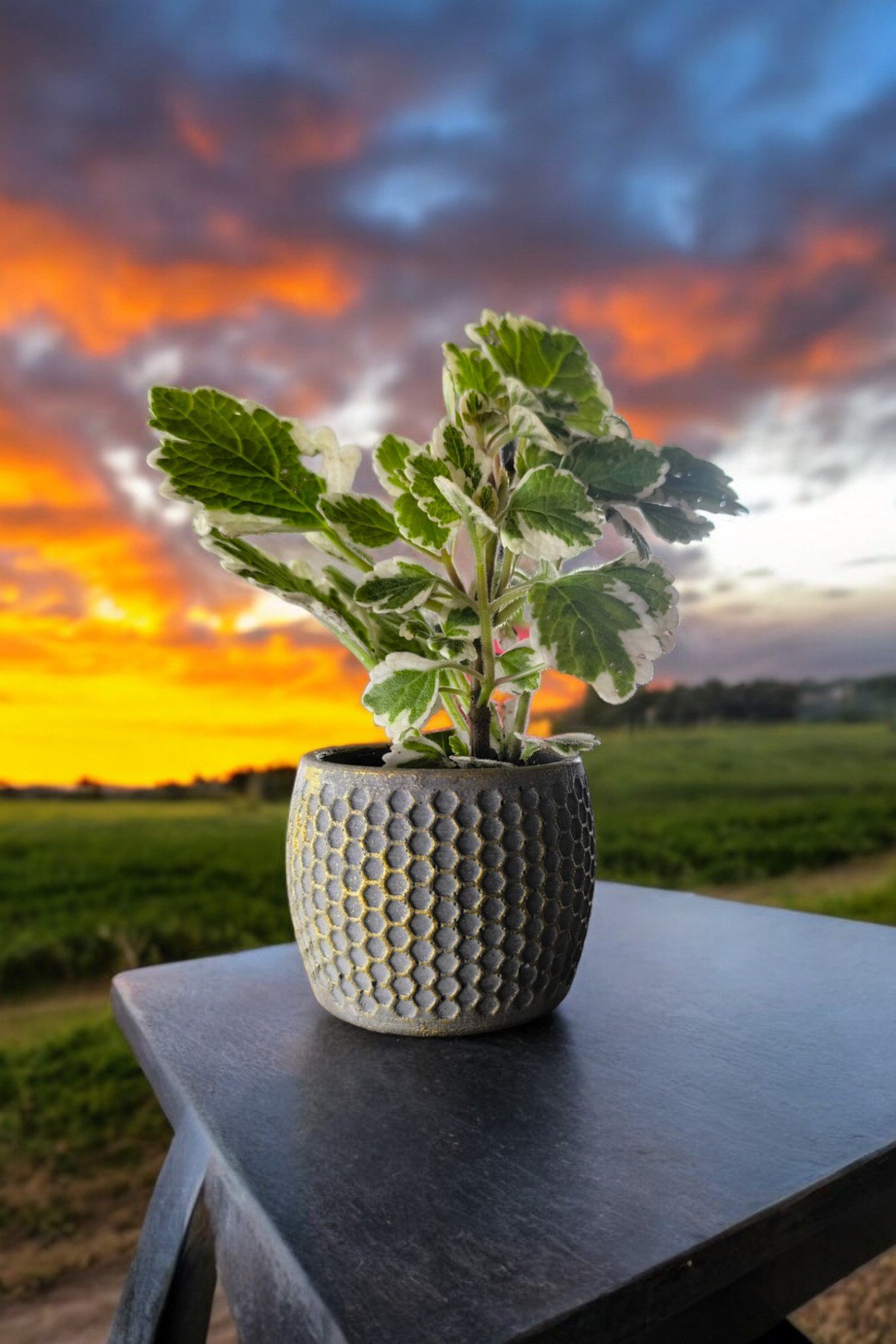 Mini Taş saksıda Cennet Yaprağı Bitkisi Muhteşem Kokulu 5.5 cm Plectranthus Coleoides 001