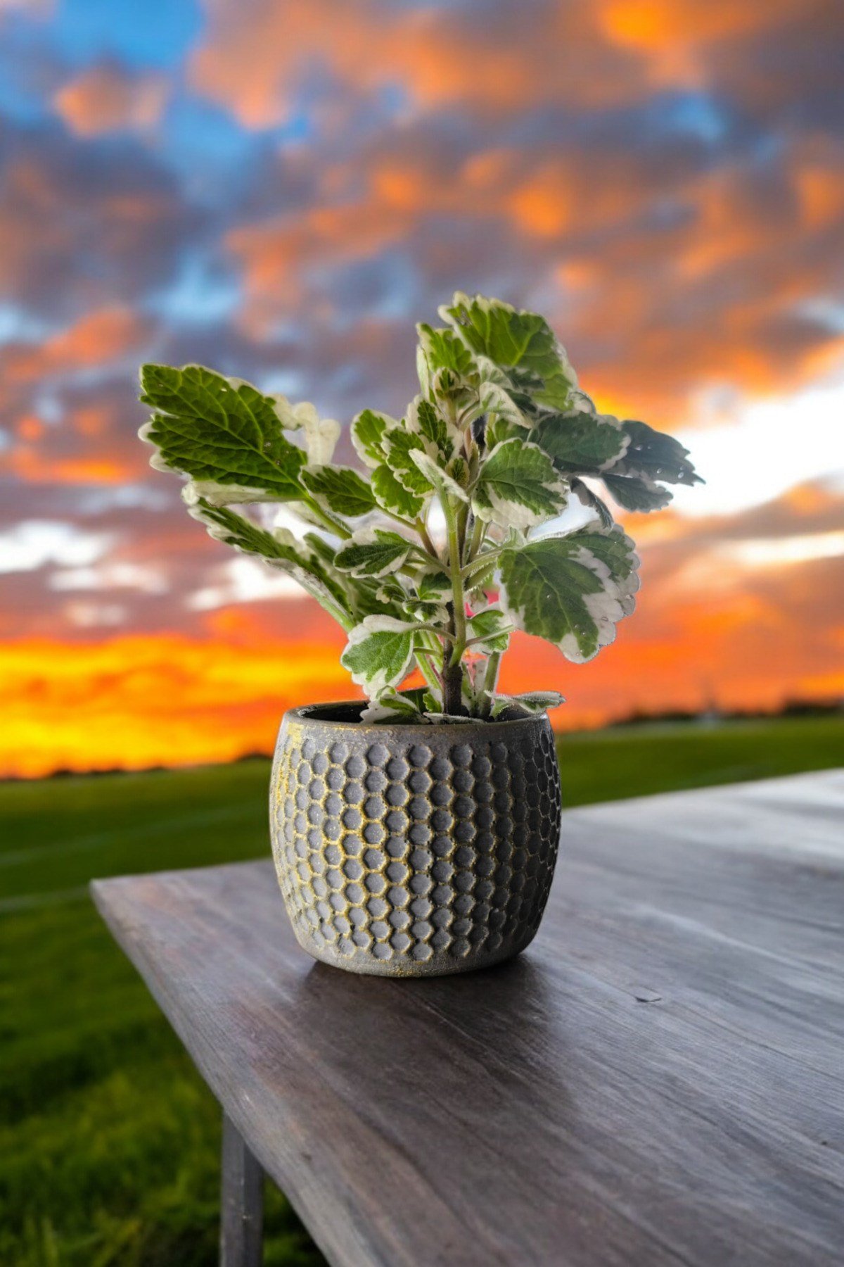 Mini Taş saksıda Cennet Yaprağı Bitkisi Muhteşem Kokulu 5.5 cm Plectranthus Coleoides 001