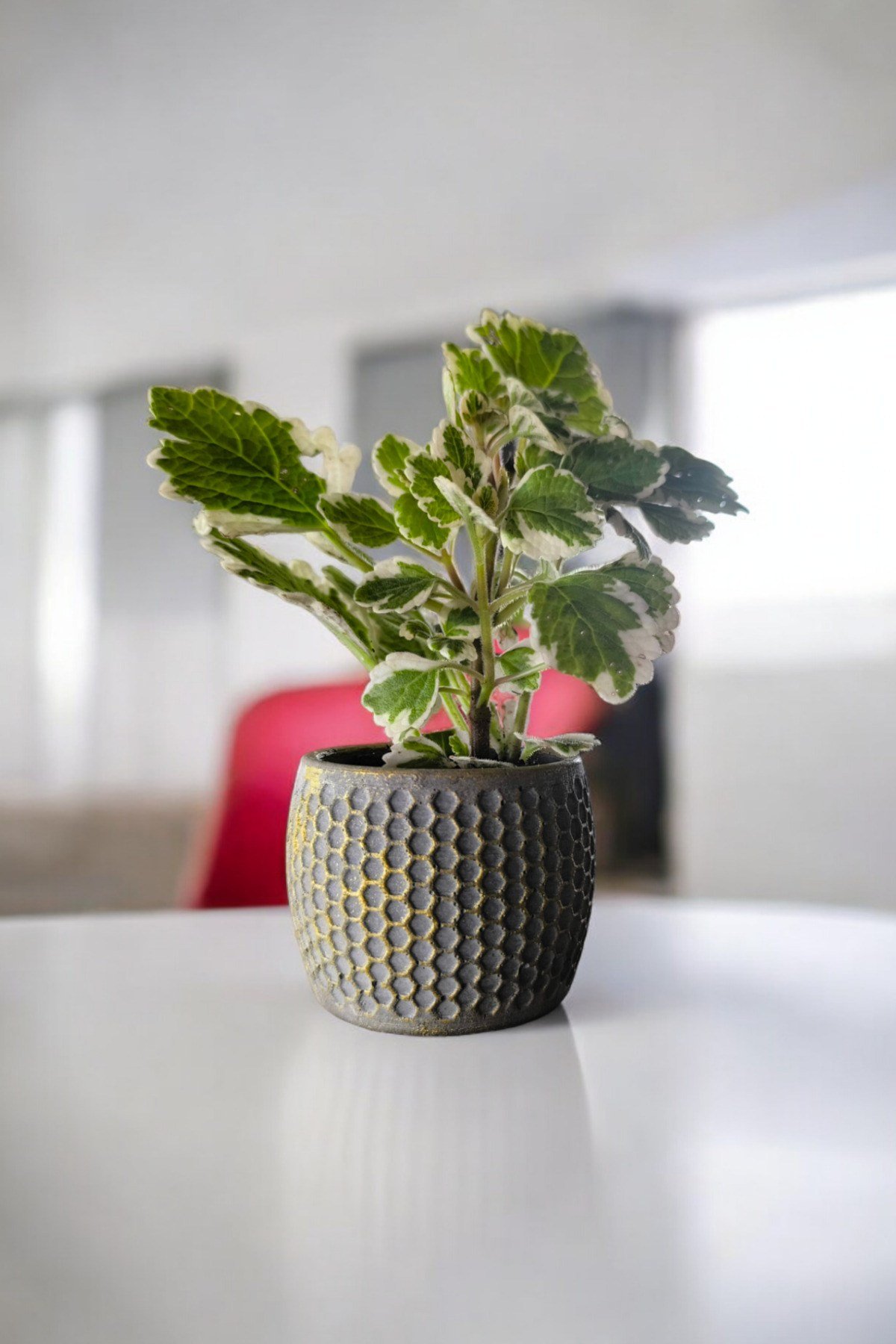 Mini Taş saksıda Cennet Yaprağı Bitkisi Muhteşem Kokulu 5.5 cm Plectranthus Coleoides 001