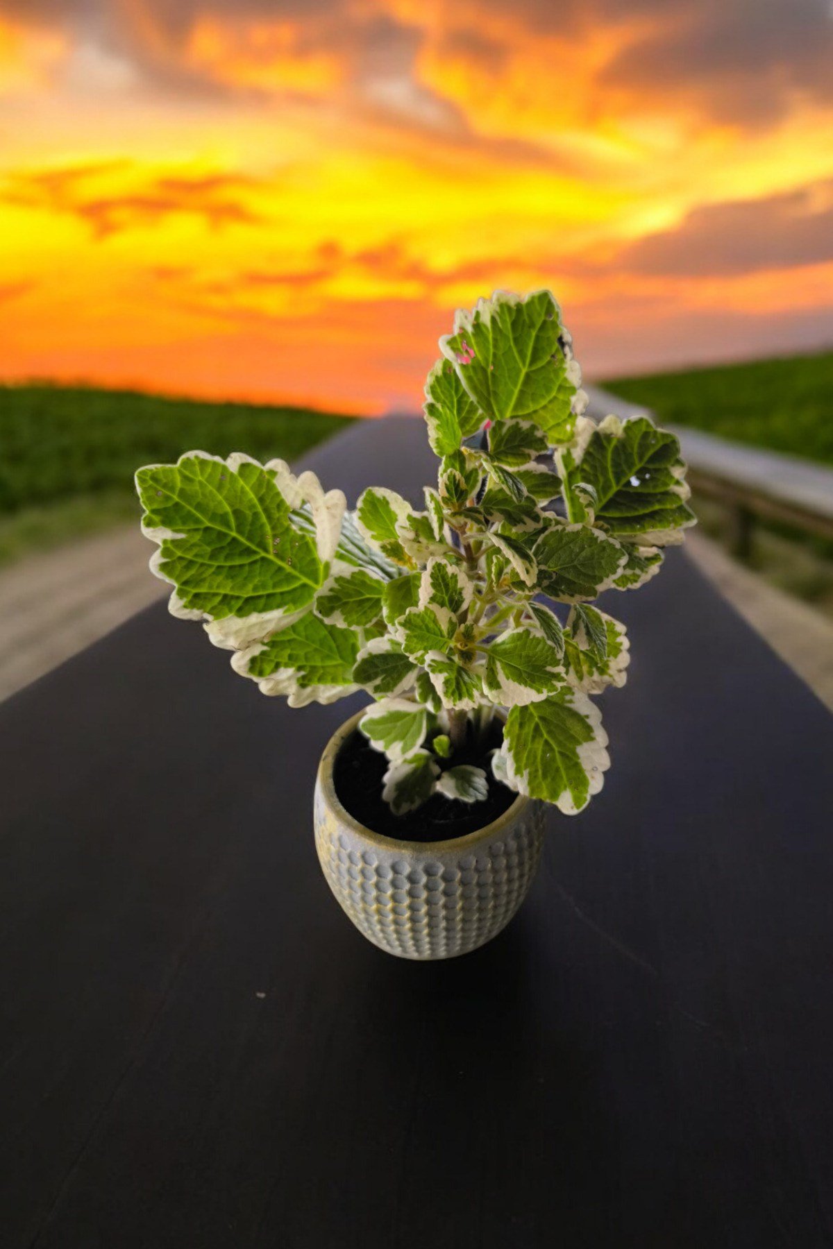 Mini Taş saksıda Cennet Yaprağı Bitkisi Muhteşem Kokulu 5.5 cm Plectranthus Coleoides 001
