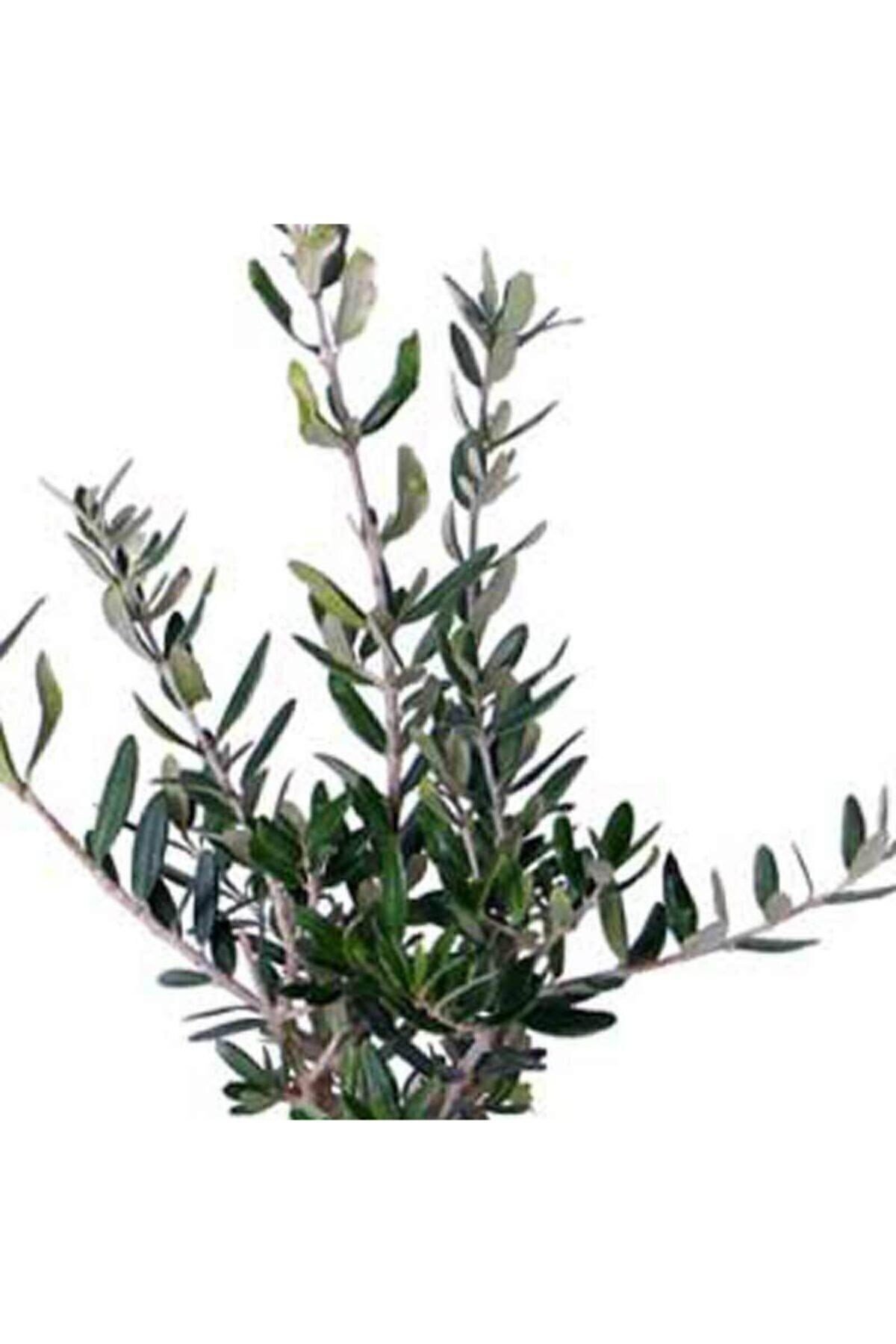 Mini Zeytin Ağacı - Olea Ssp - Bitki Boyu 40 cm