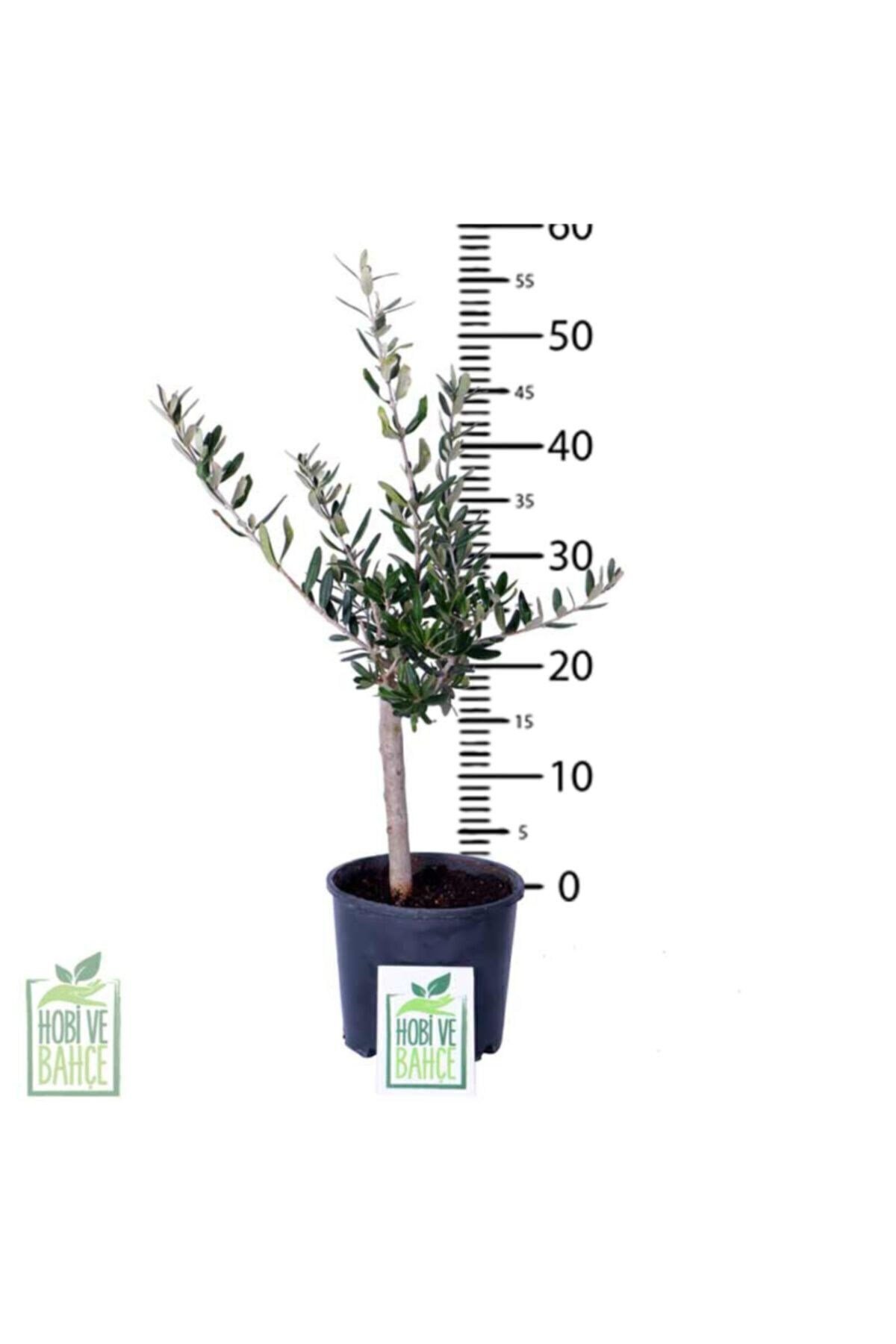 Mini Zeytin Ağacı - Olea Ssp - Bitki Boyu 40 cm