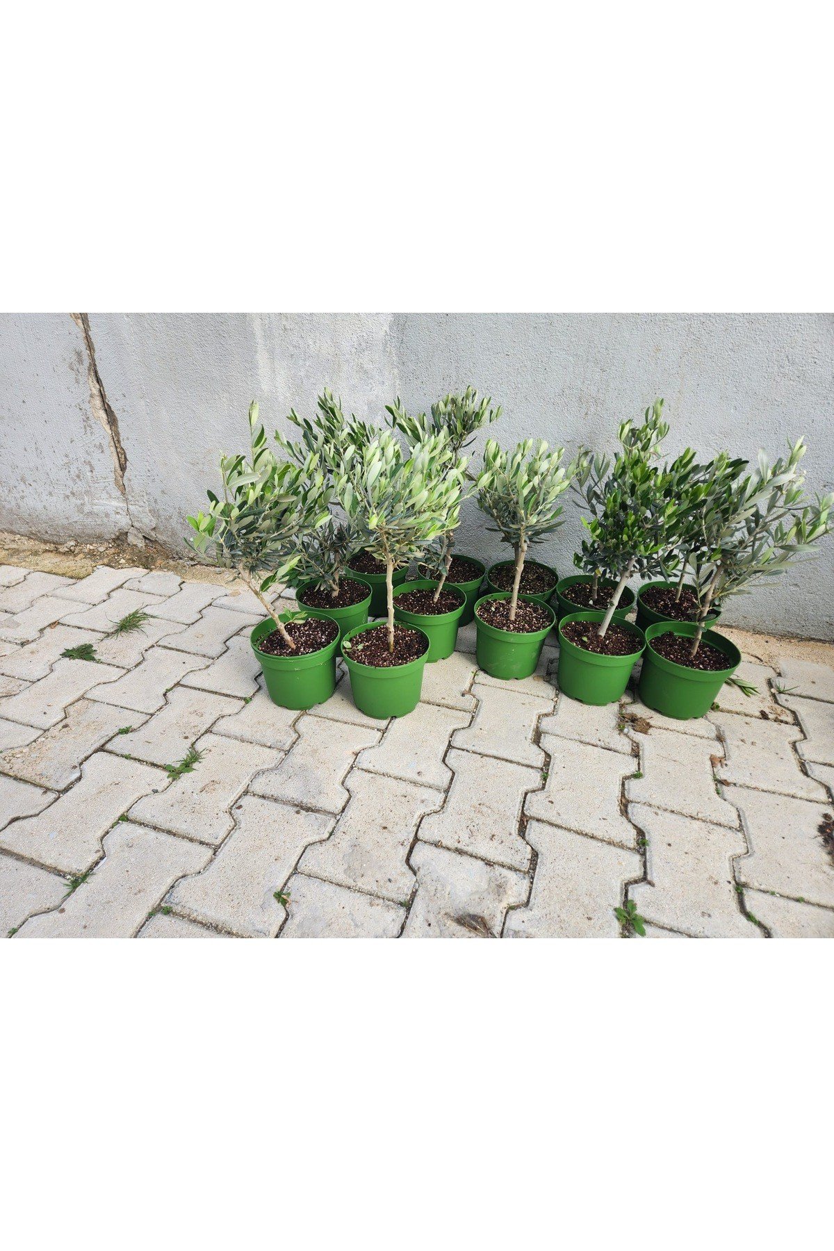 Mini zeytin fidanı