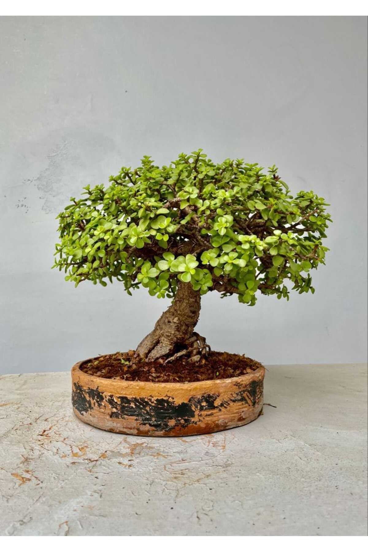 Minik dev para ağacı bonsai jade 14 yaş