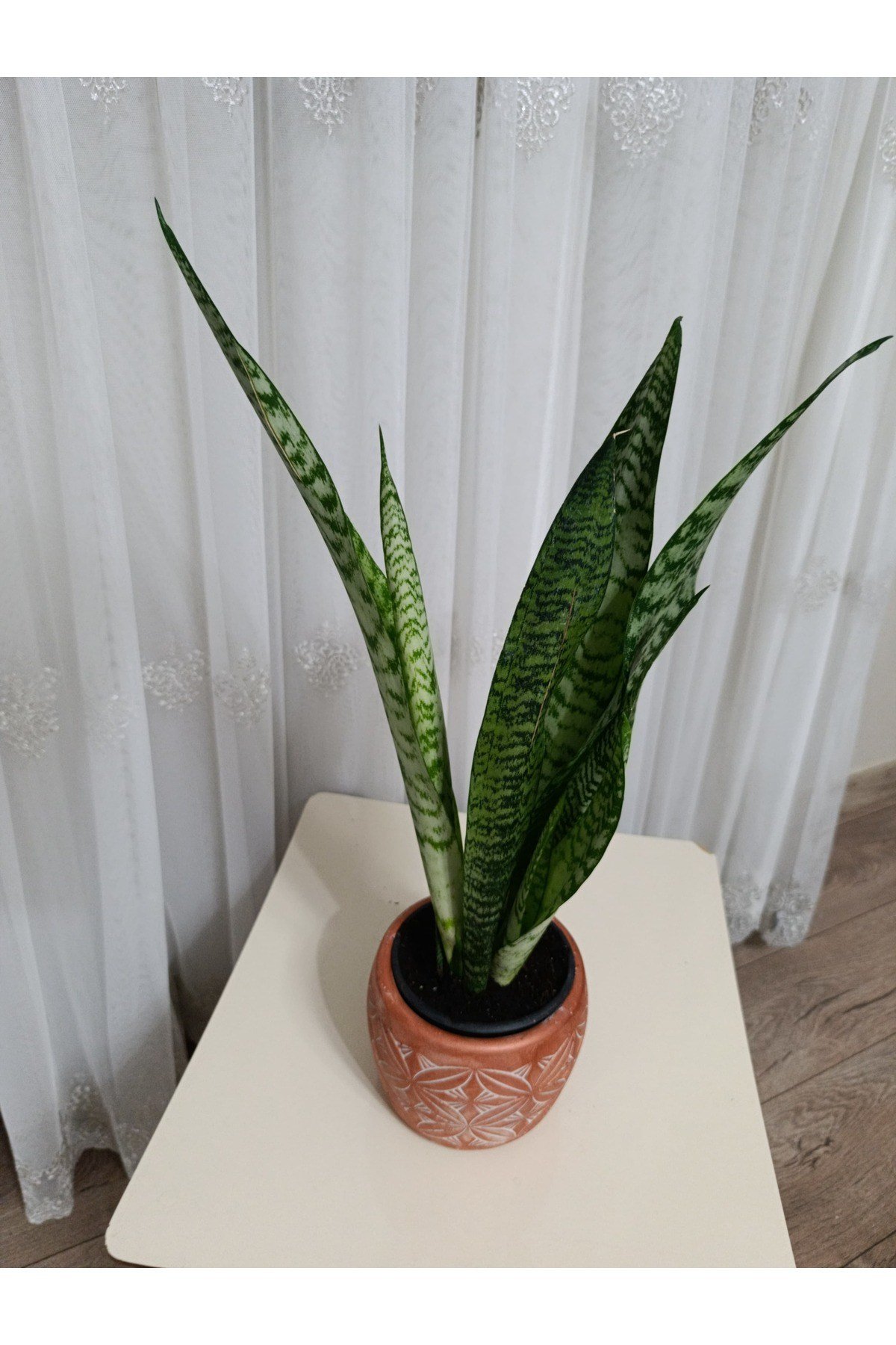 Modern Dekoratif Taş Saksıda Hediyelik Paşa Kılıcı