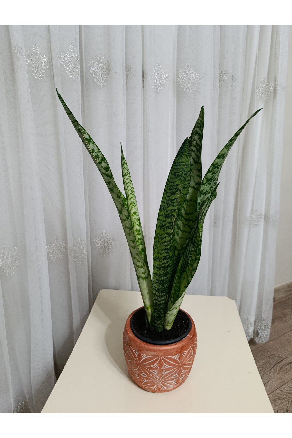 Modern Dekoratif Taş Saksıda Hediyelik Paşa Kılıcı