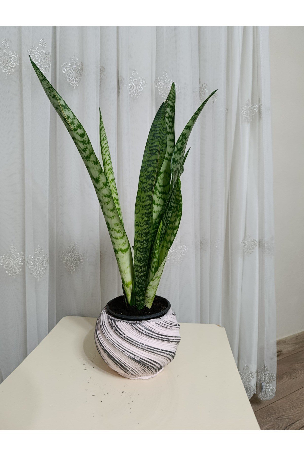Modern Dekoratif Taş Saksıda Paşa Kılıcı Hediyelik