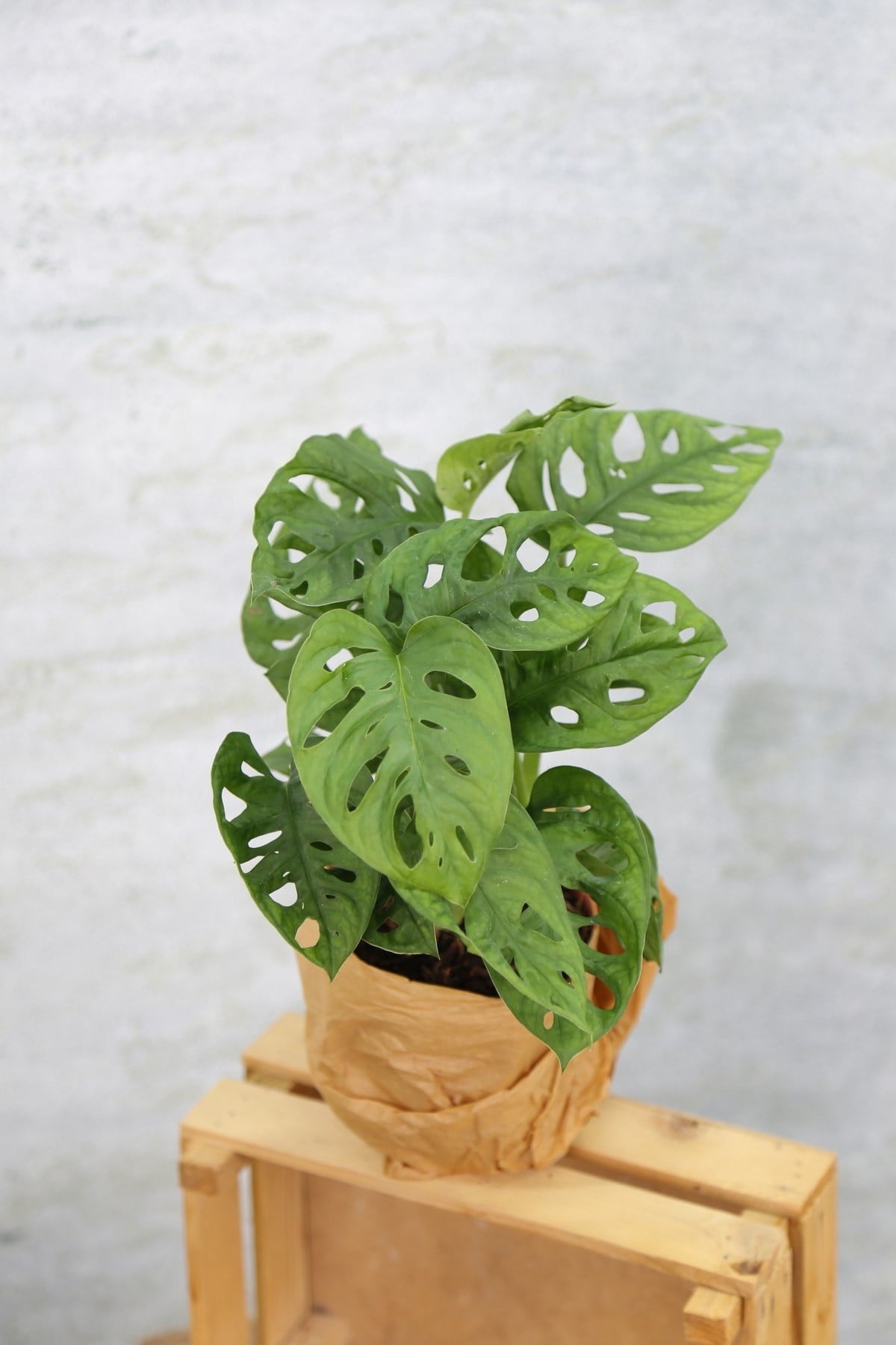 Monstera Adansonii-monstera Monkey Mask-deve Tabanı