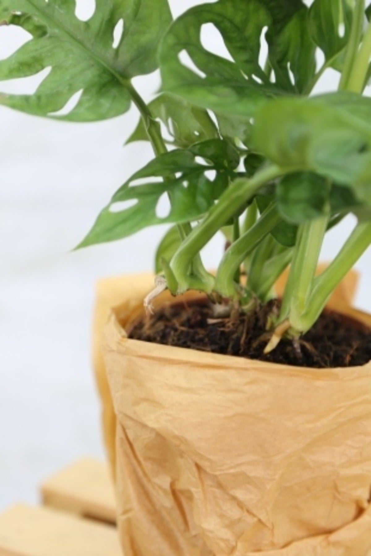 Monstera Adansonii-monstera Monkey Mask-deve Tabanı