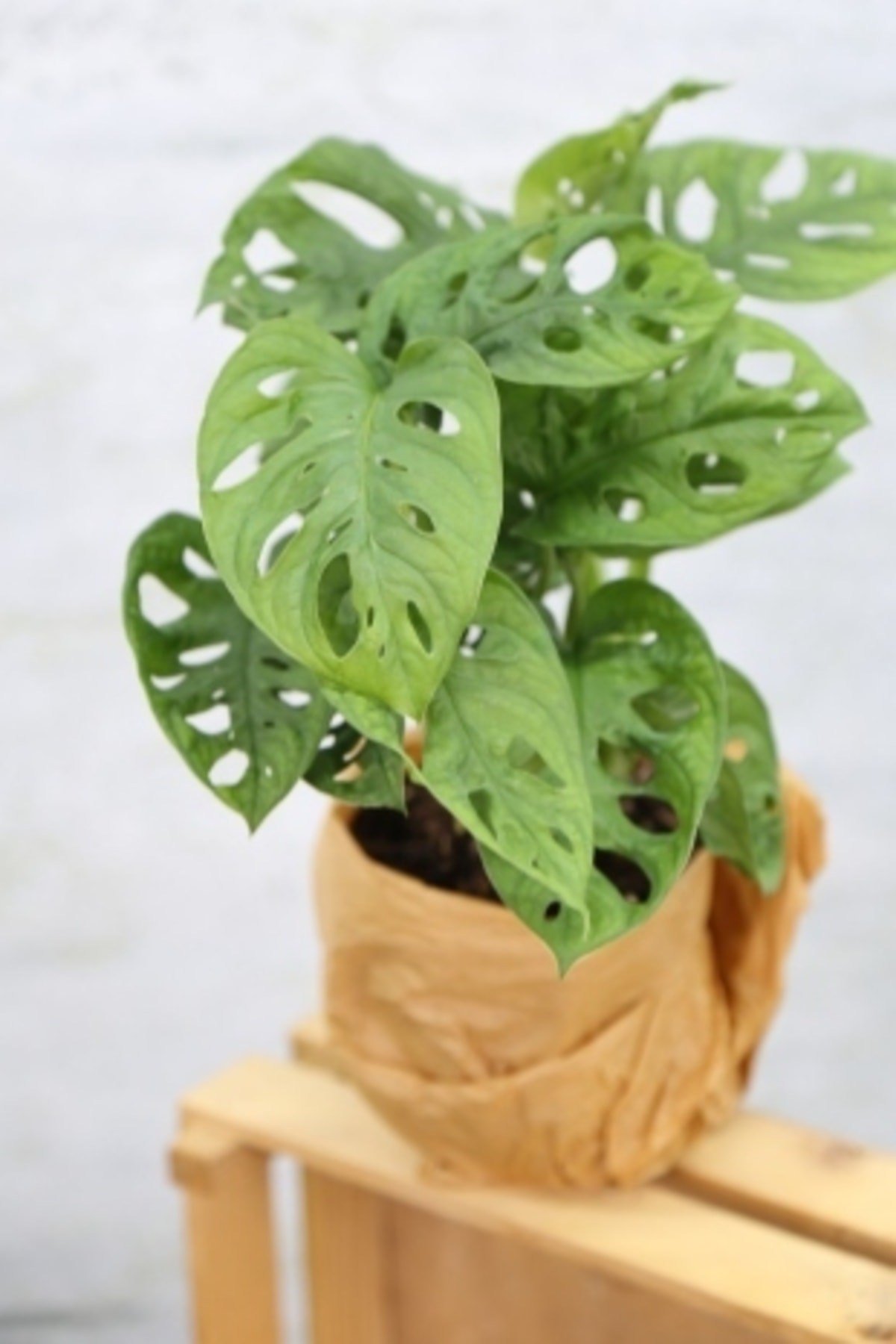 Monstera Adansonii-monstera Monkey Mask-deve Tabanı