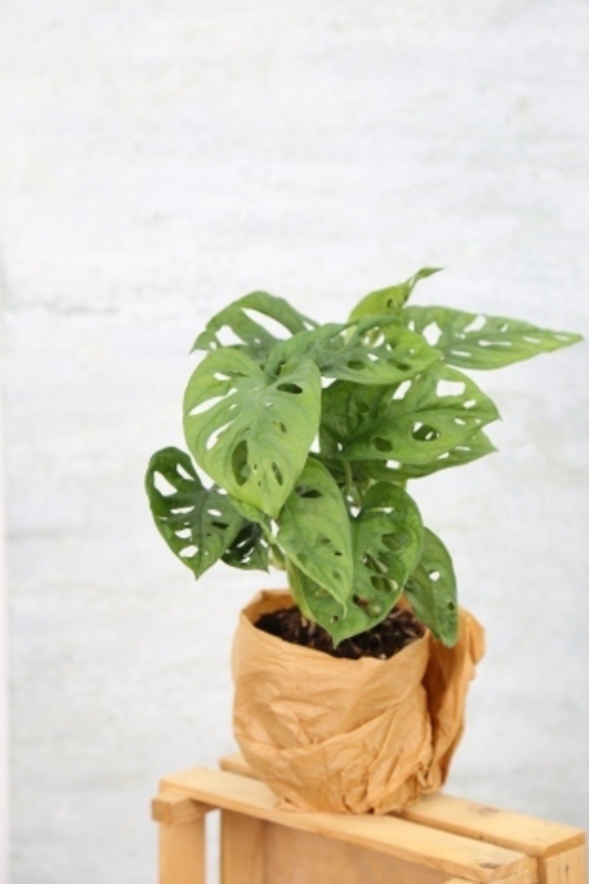 Monstera Adansonii-monstera Monkey Mask-deve Tabanı