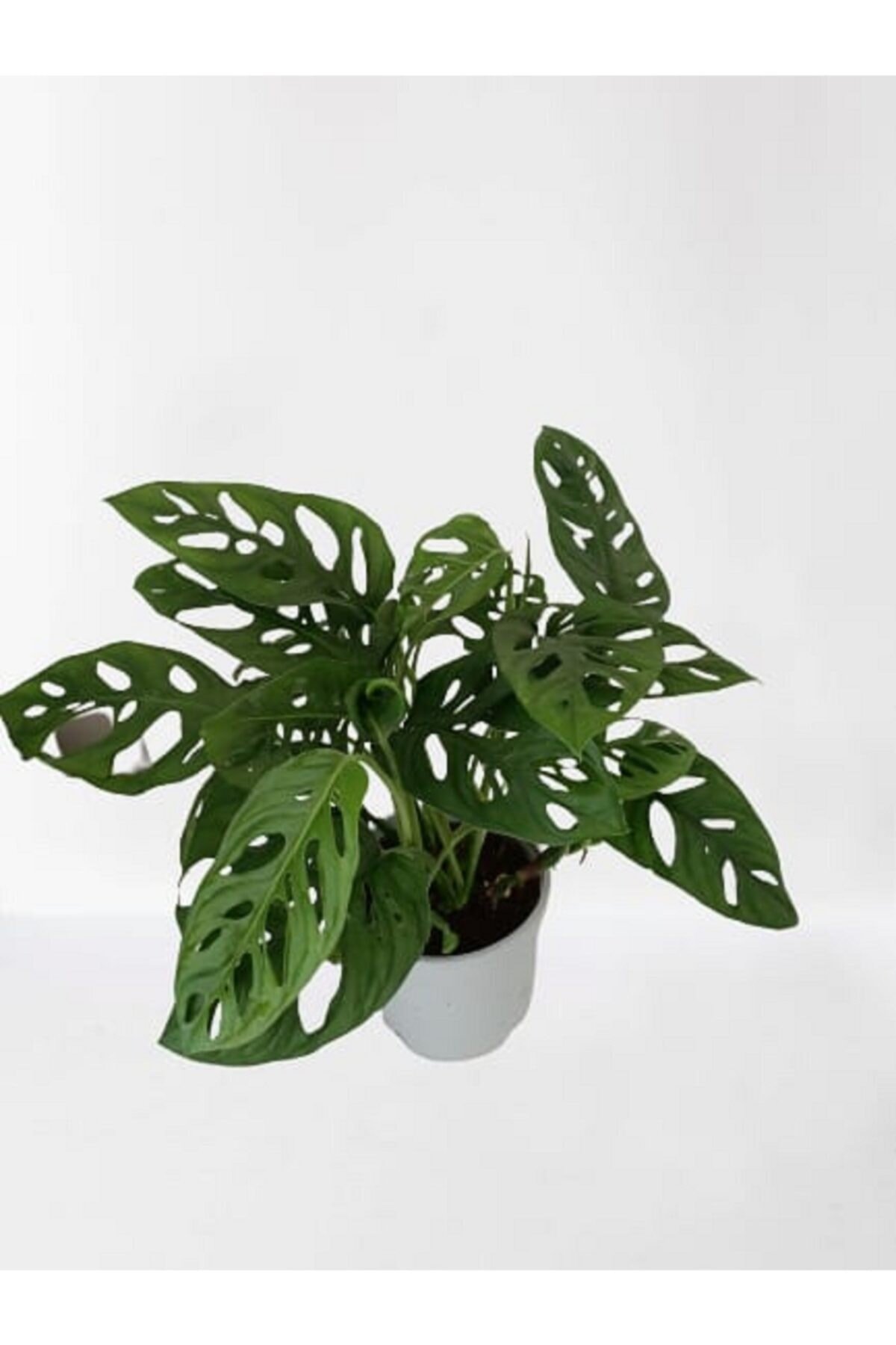 Monstera Adansonii - Monstera Monkey - Monstera - Deve Tabanı