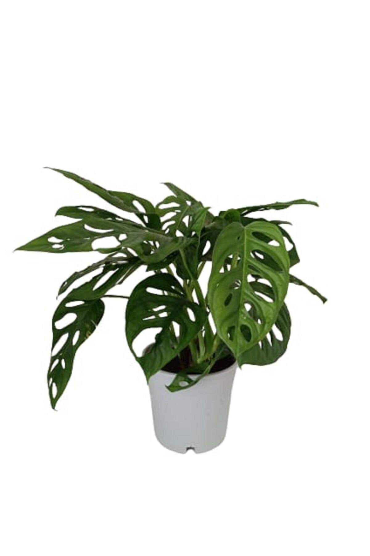 Monstera Adansonii - Monstera Monkey - Monstera - Deve Tabanı