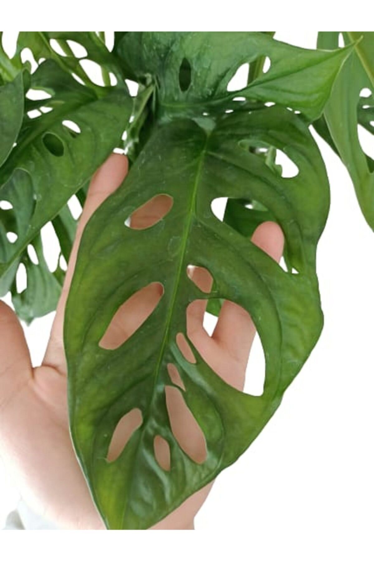 Monstera Adansonii - Monstera Monkey - Monstera - Deve Tabanı