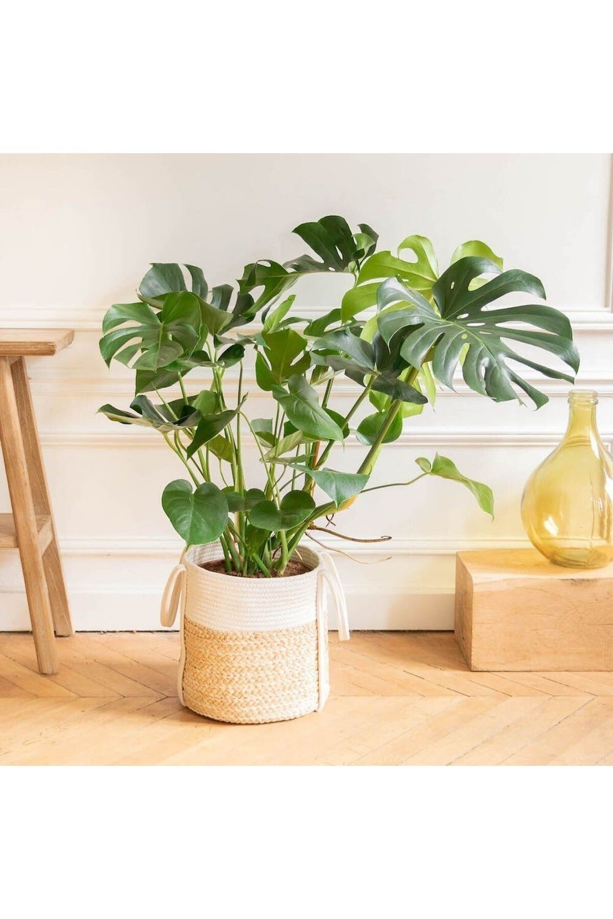 Monstera Dev Form Deve Tabanı 100 Cm