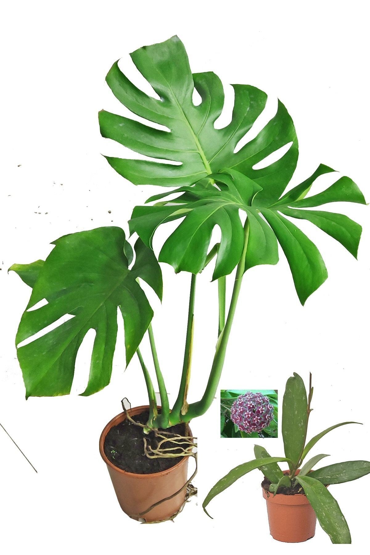 Monstera Deve Tabanı 80 - 90 Cm Büyük Delikli Yapraklı Ve Mor Hoya Çiçeği