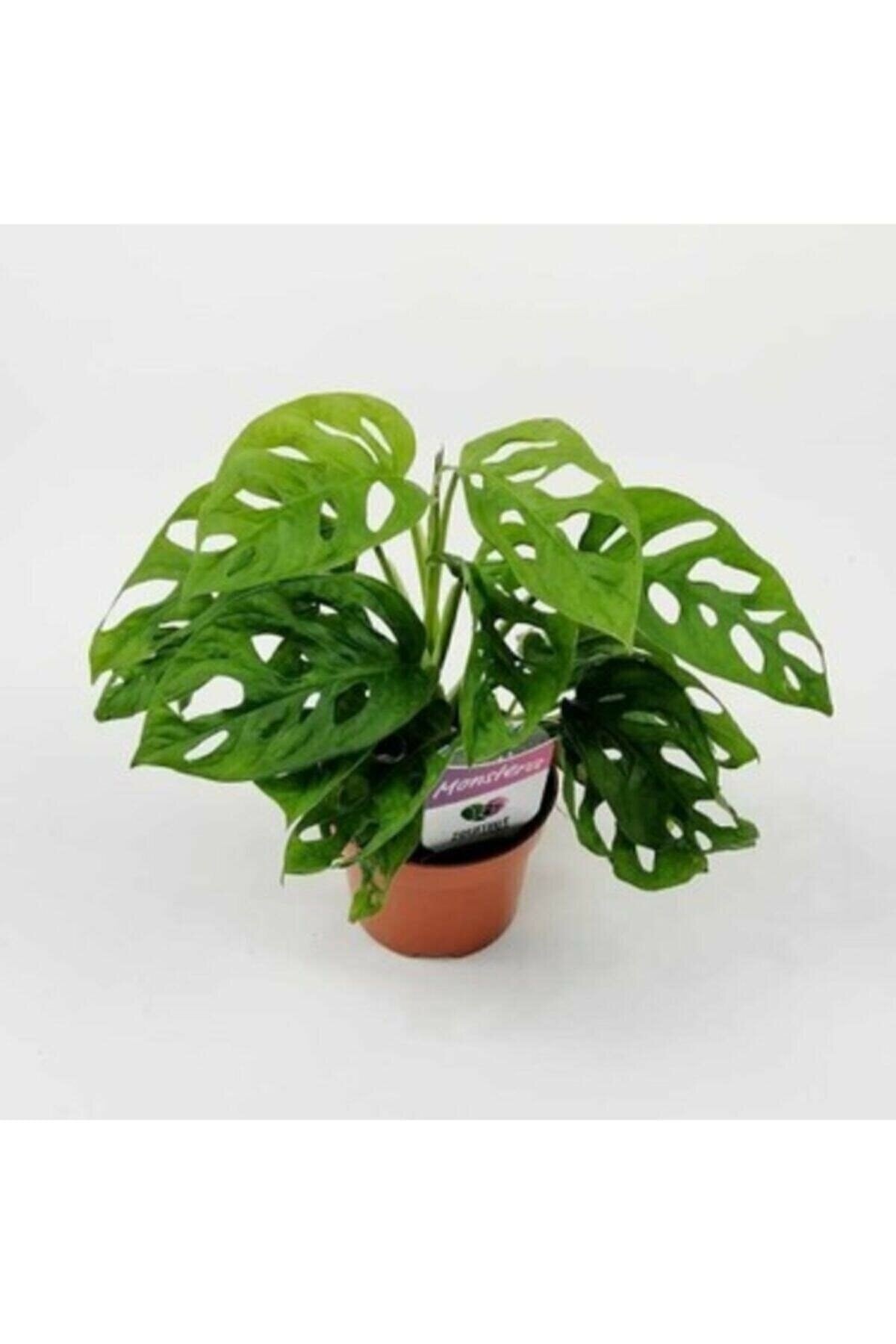 Monstera Monkey