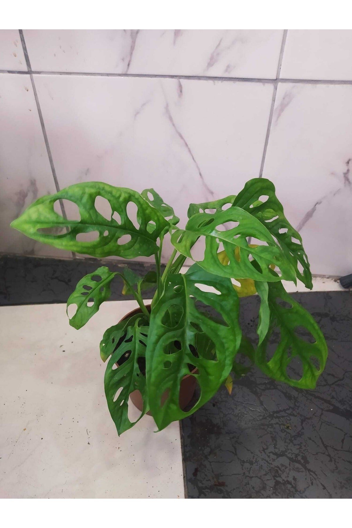 Monstera Monkey