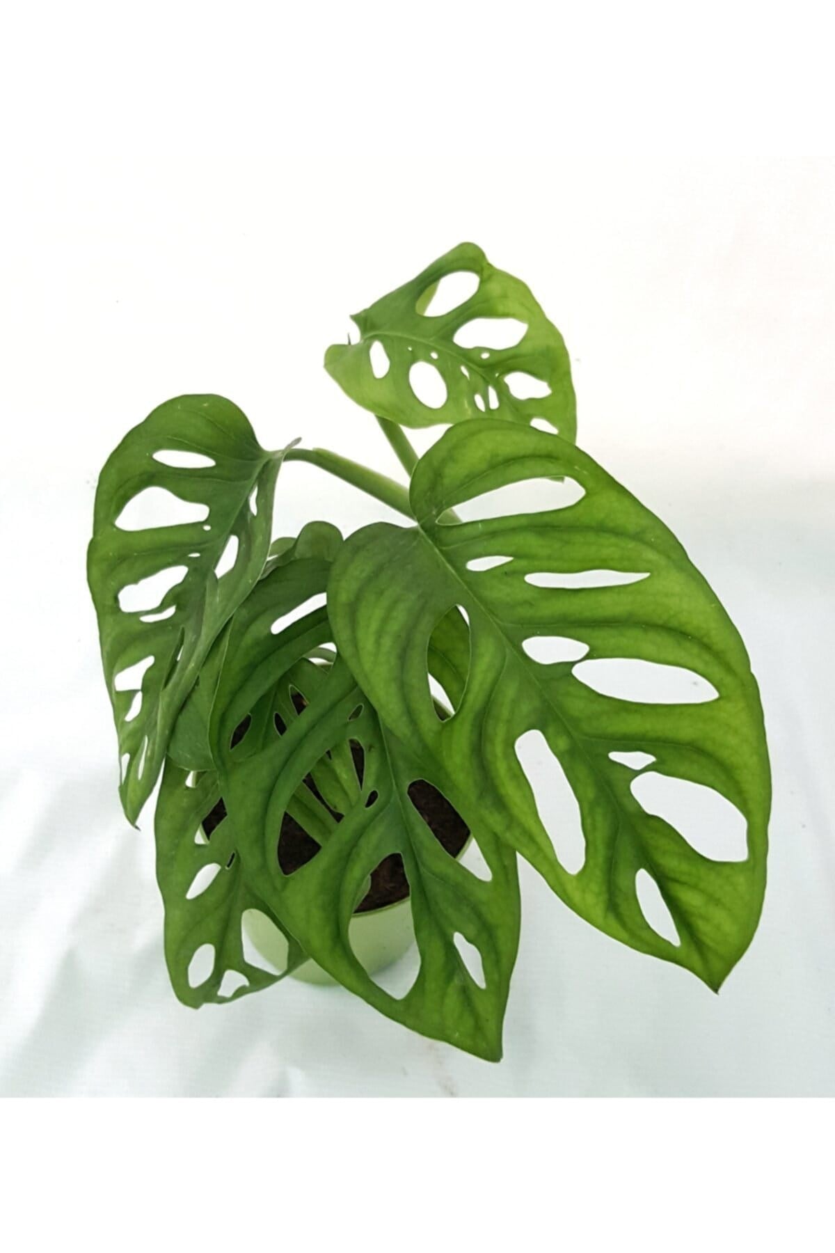 Monstera Monkey 30-40 Cm Deve Tabanı