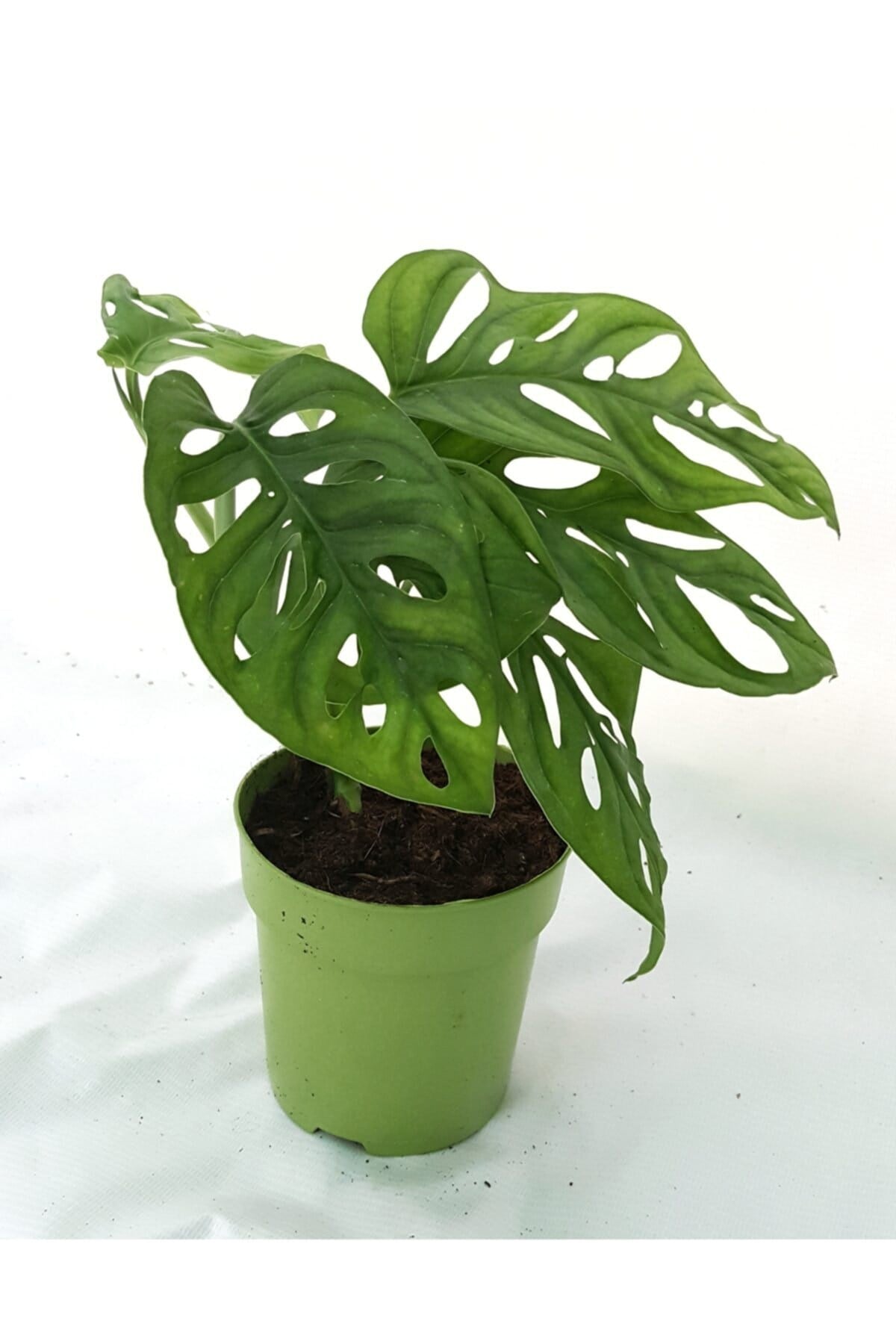Monstera Monkey 30-40 Cm Deve Tabanı