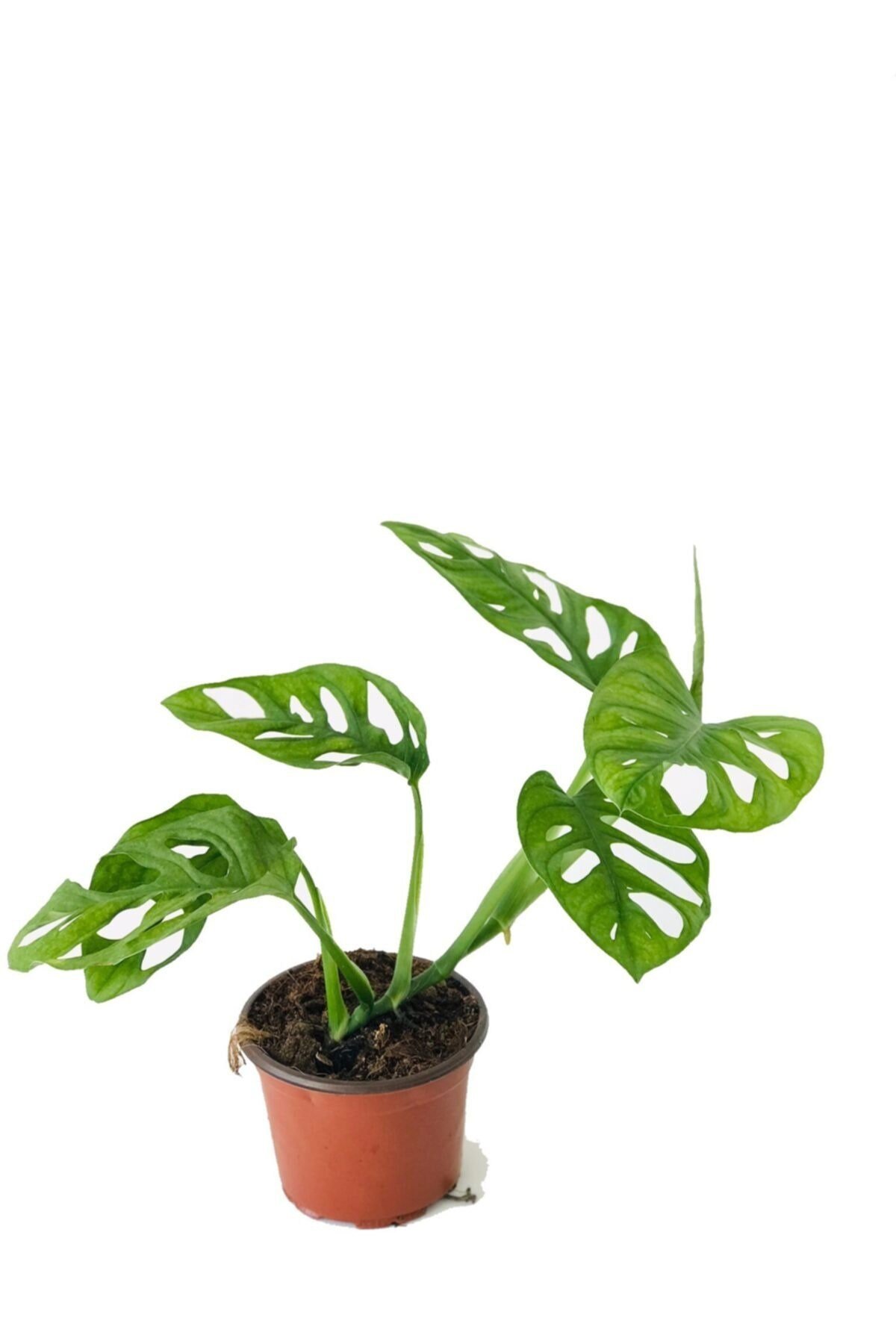 Monstera Monkey, Adansonii Monstera, Delikli Monstera, Deve Tabanı