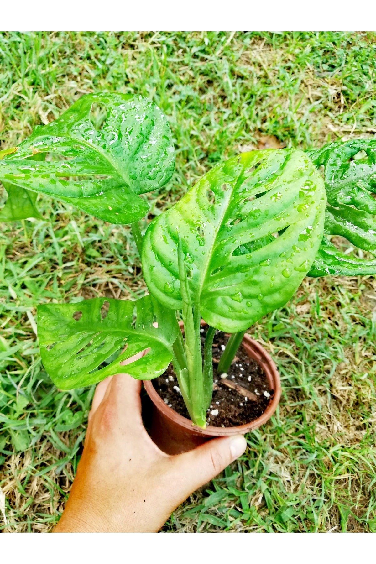 Monstera Monkey (adonson's Monstera)