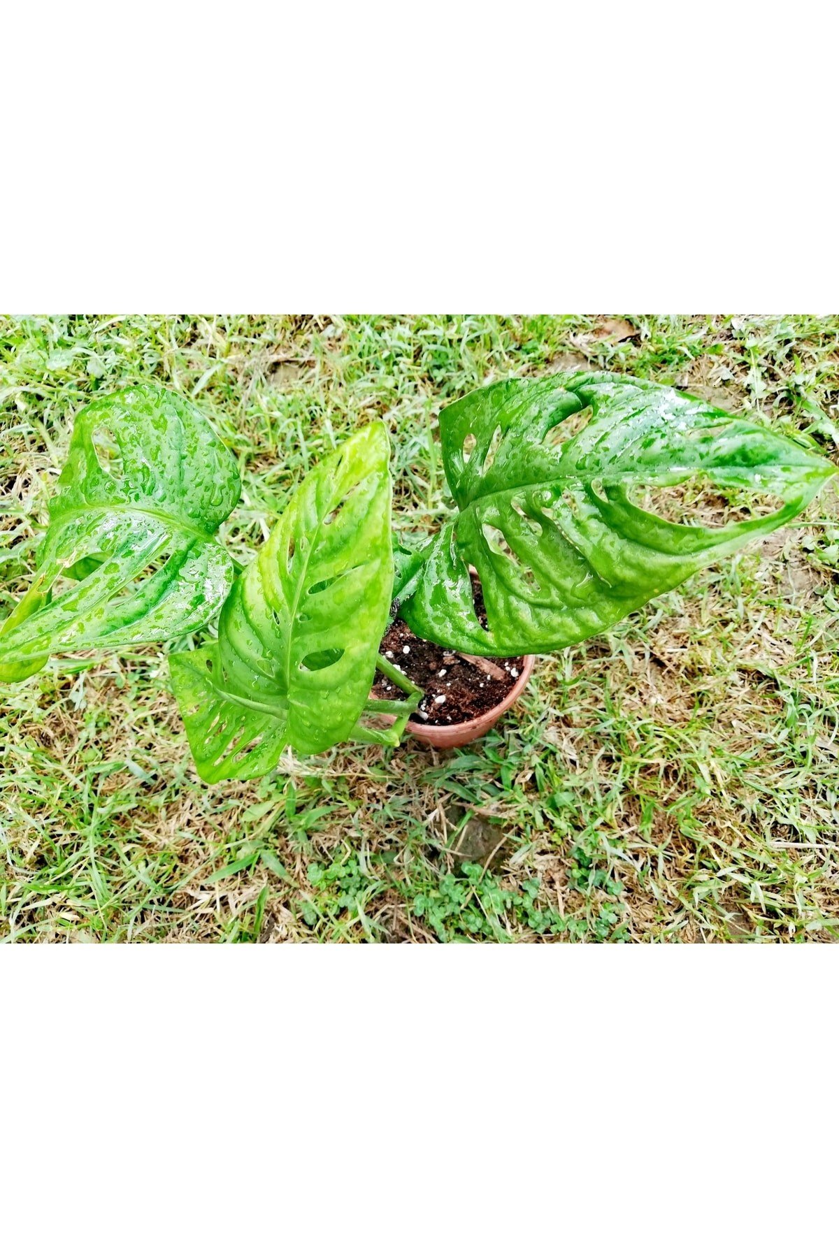 Monstera Monkey (adonson's Monstera)