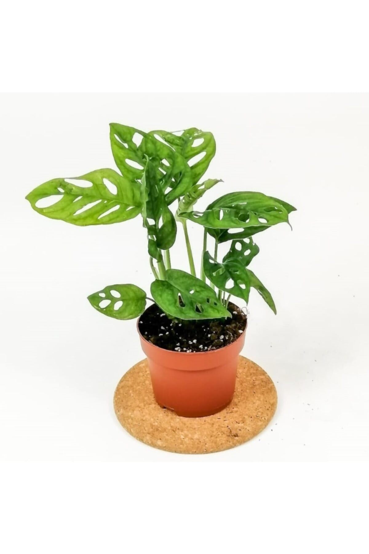 Monstera Monkey