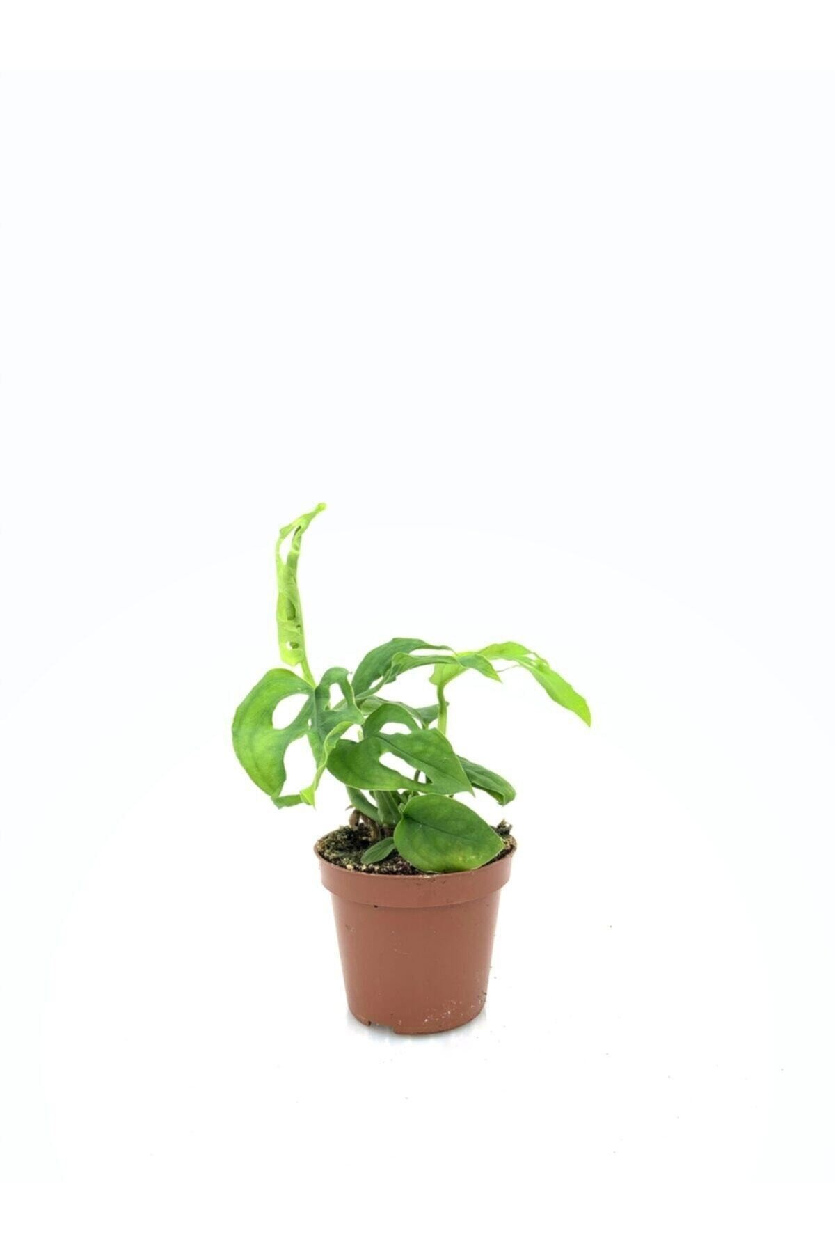 Monstera Monkey Leaf  15 cm