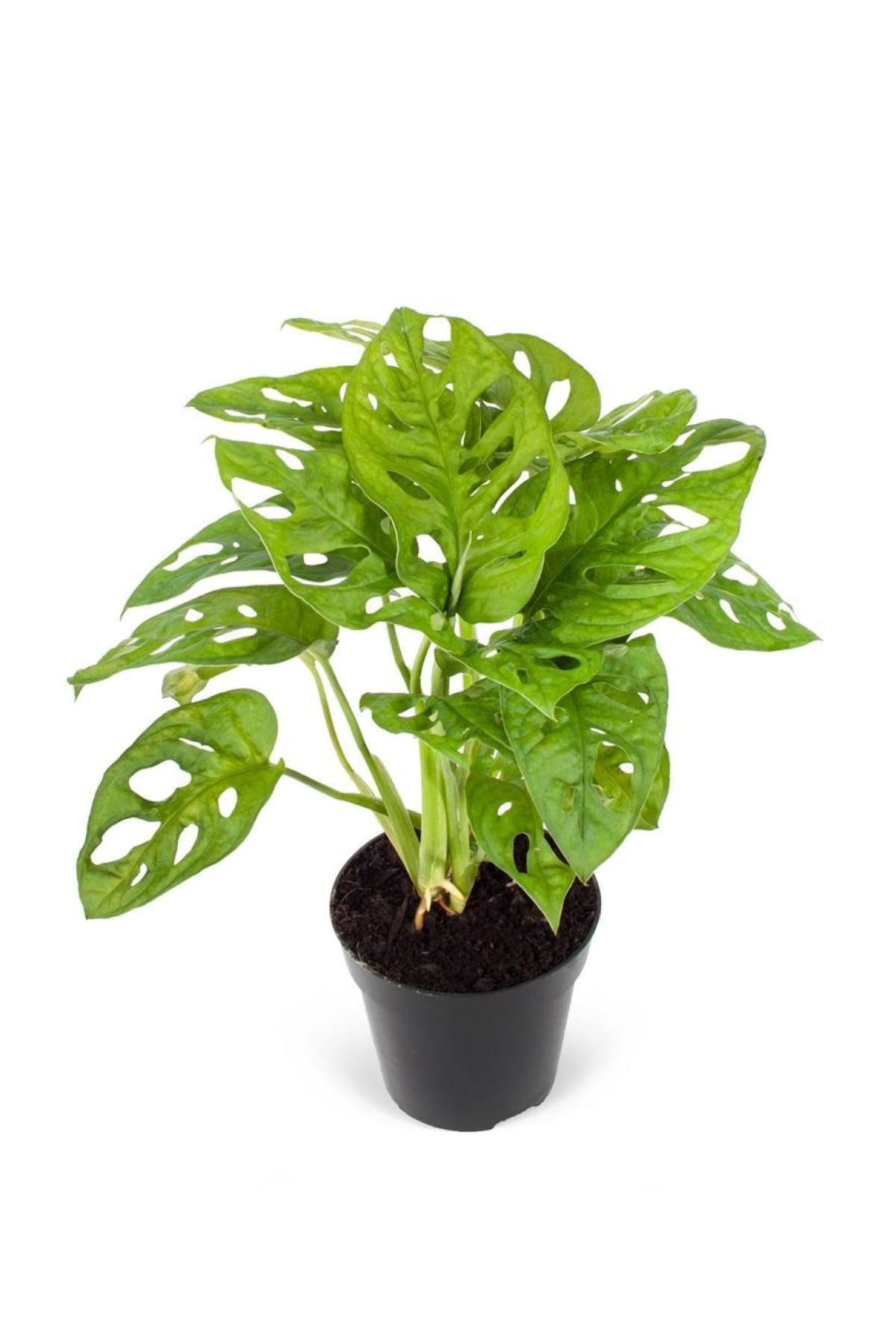 Monstera Monkey Leaf