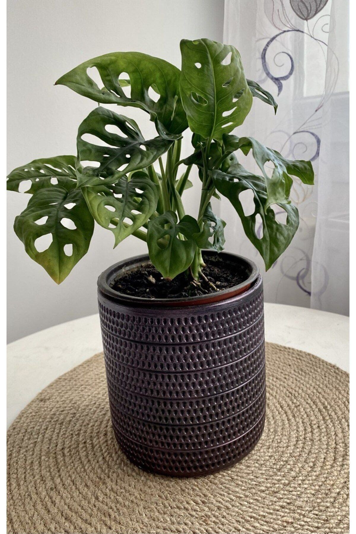MONSTERA MONKEY LEAF &DELİKLİ DEVE TABANI-OFİS-SALON BİTKİSİ