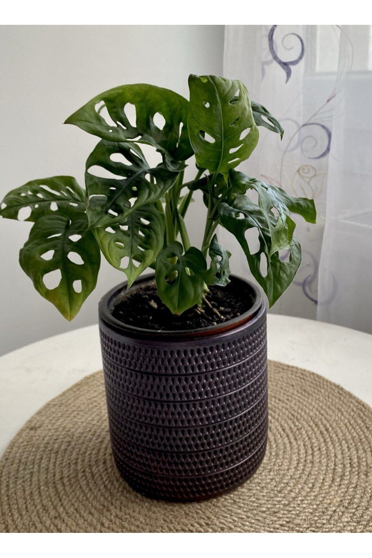 MONSTERA MONKEY LEAF &DELİKLİ DEVE TABANI-OFİS-SALON BİTKİSİ