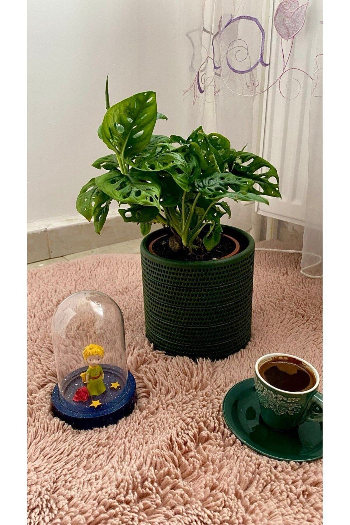 MONSTERA MONKEY LEAF &DELİKLİ DEVE TABANI-OFİS-SALON BİTKİSİ