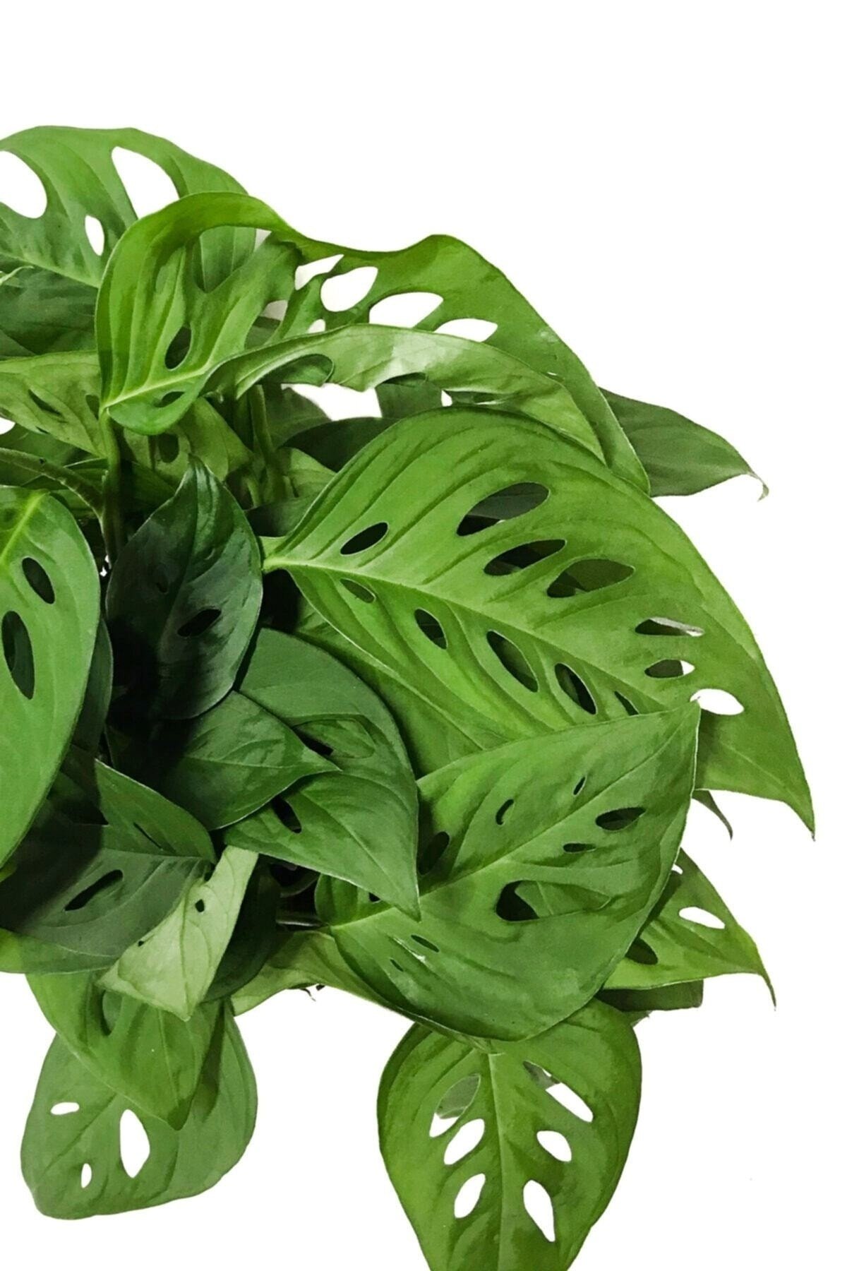 Monstera Monkey Leaf Monkey Mask - Sarmaşık Deve Tabanı - Ev Ofis Salon Iç Mekan Bitkisi - 30 Cm