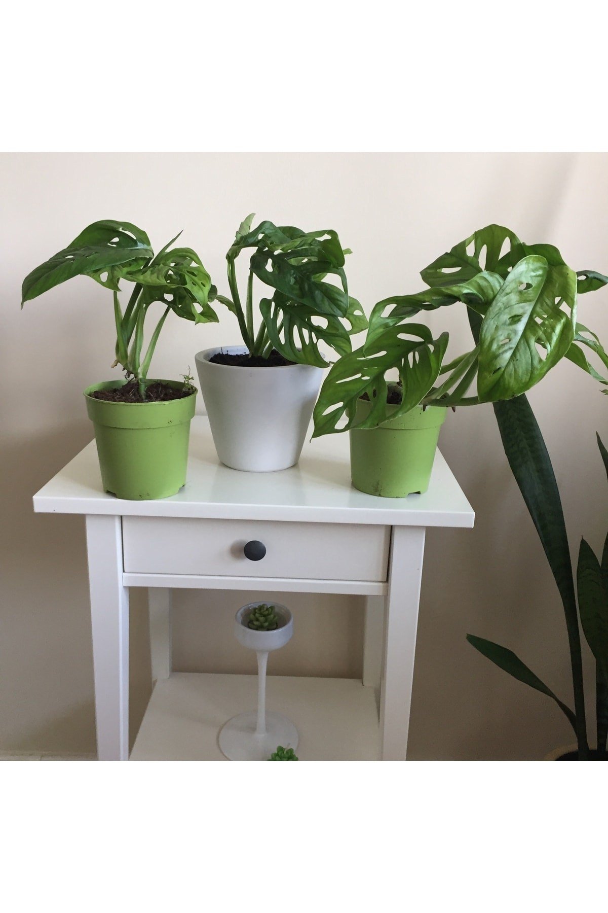 Monstera Monkey Mask Adansonii - Sarmaşık Deve Tabanı