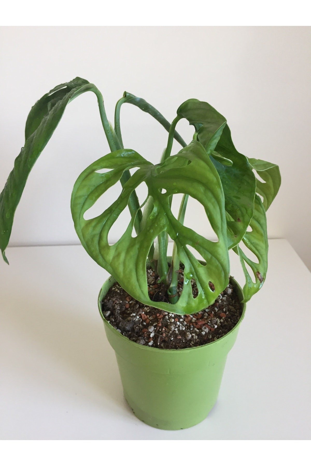 Monstera Monkey Mask Adansonii - Sarmaşık Deve Tabanı