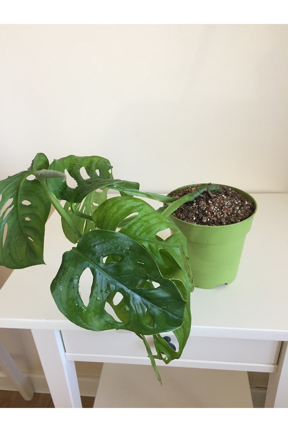 Monstera Monkey Mask Adansonii - Sarmaşık Deve Tabanı