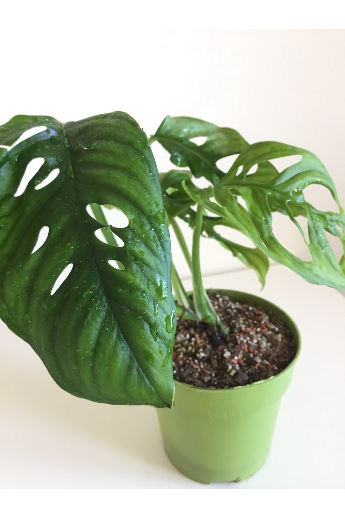 Monstera Monkey Mask Adansonii - Sarmaşık Deve Tabanı