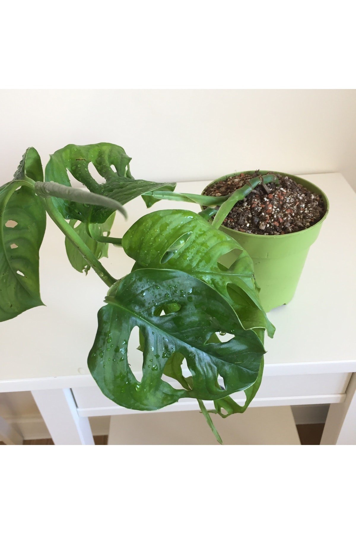 Monstera Monkey Mask Adansonii - Sarmaşık Deve Tabanı