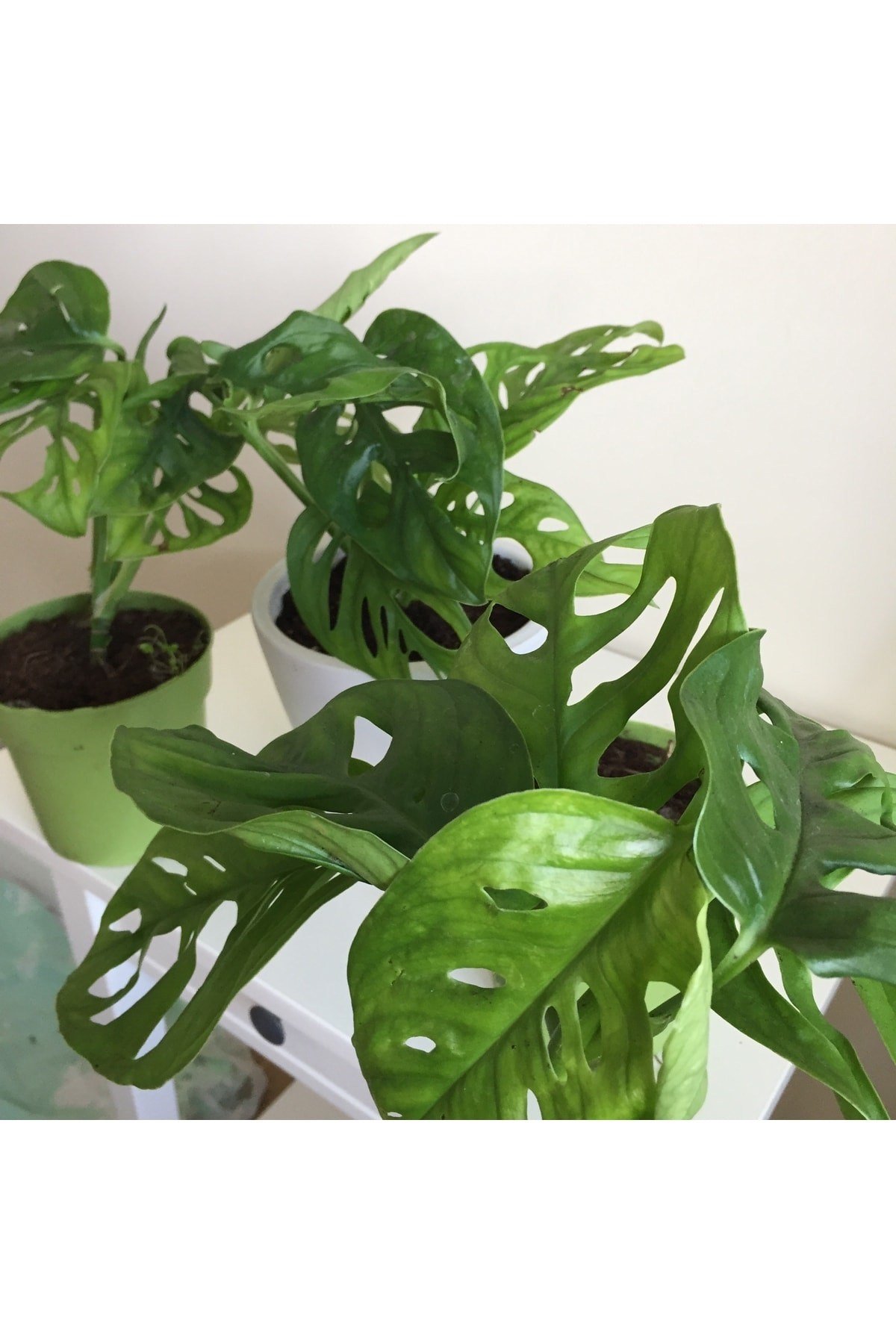 Monstera Monkey Mask Adansonii - Sarmaşık Deve Tabanı