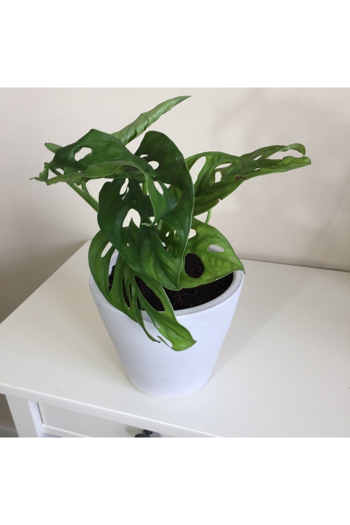 Monstera Monkey Mask Adansonii - Sarmaşık Deve Tabanı