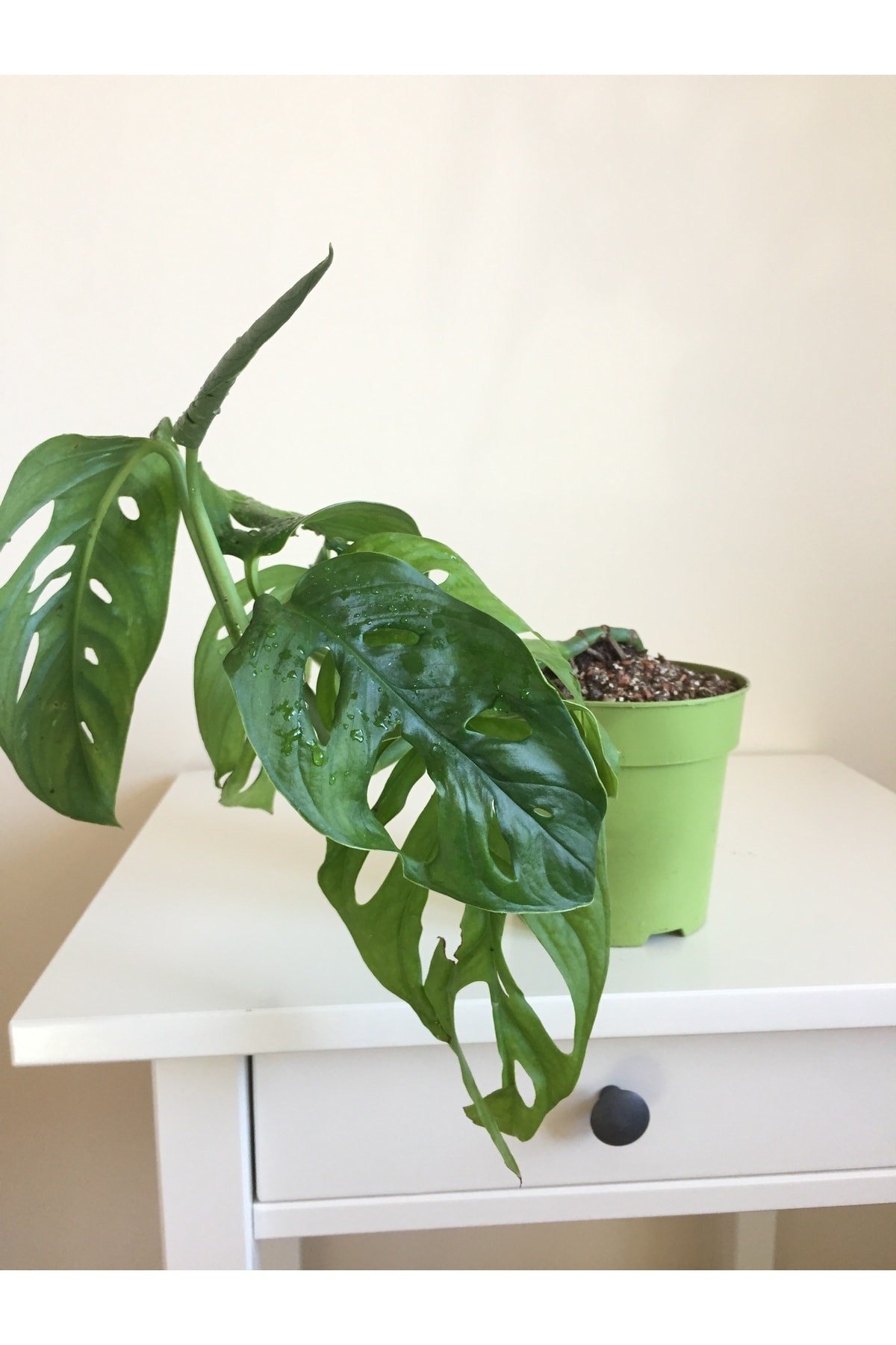 Monstera Monkey Mask Adansonii - Sarmaşık Deve Tabanı
