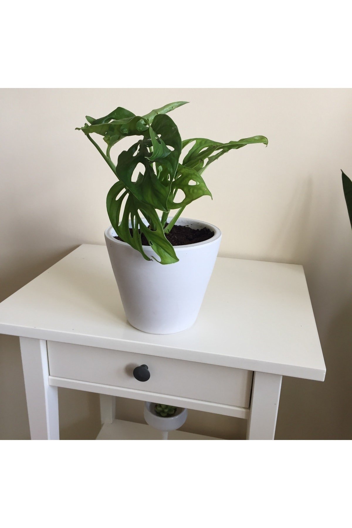 Monstera Monkey Mask Adansonii - Sarmaşık Deve Tabanı