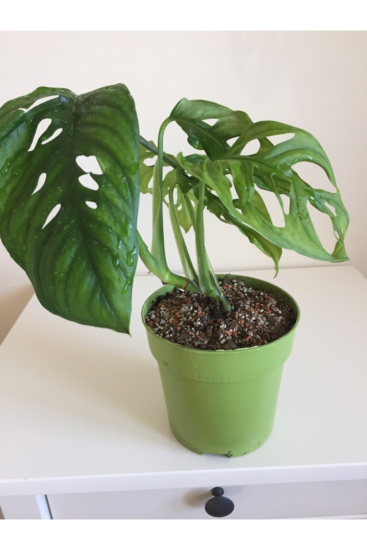 Monstera Monkey Mask Adansonii - Sarmaşık Deve Tabanı