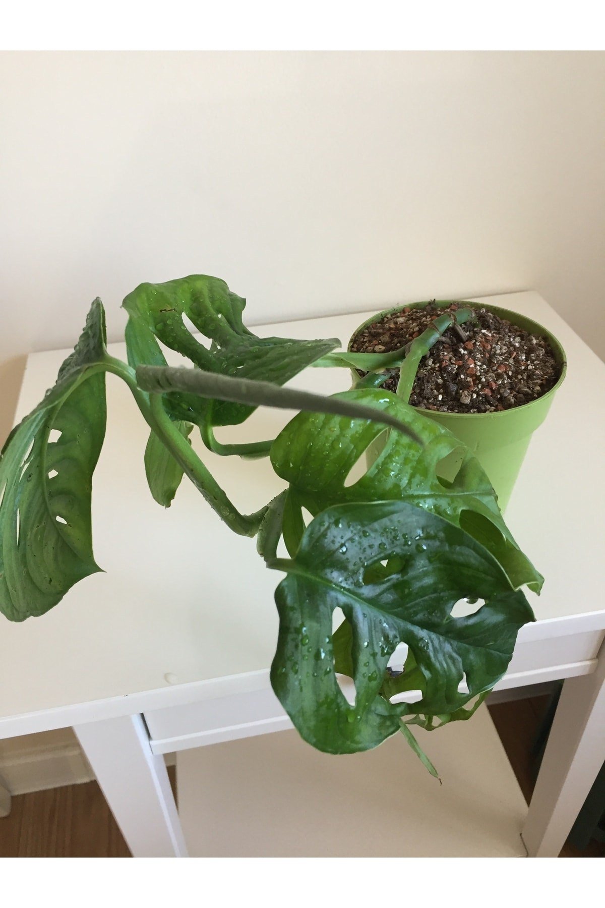 Monstera Monkey Mask Adansonii - Sarmaşık Deve Tabanı