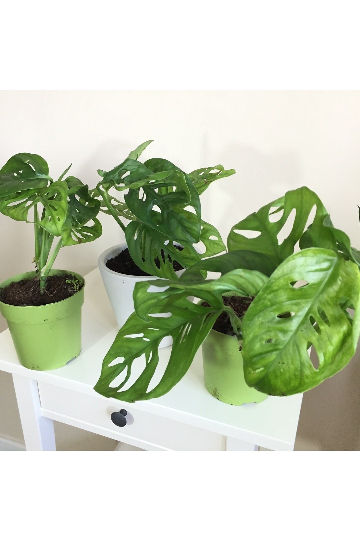 Monstera Monkey Mask Adansonii - Sarmaşık Deve Tabanı