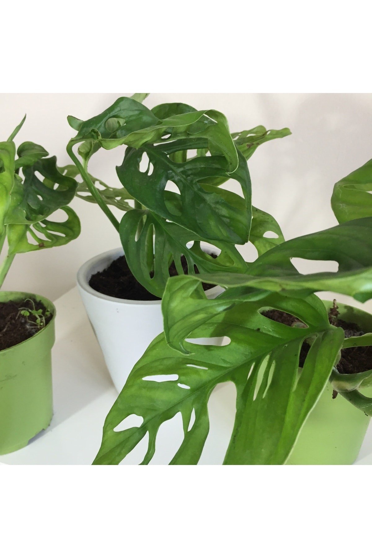 Monstera Monkey Mask Adansonii - Sarmaşık Deve Tabanı