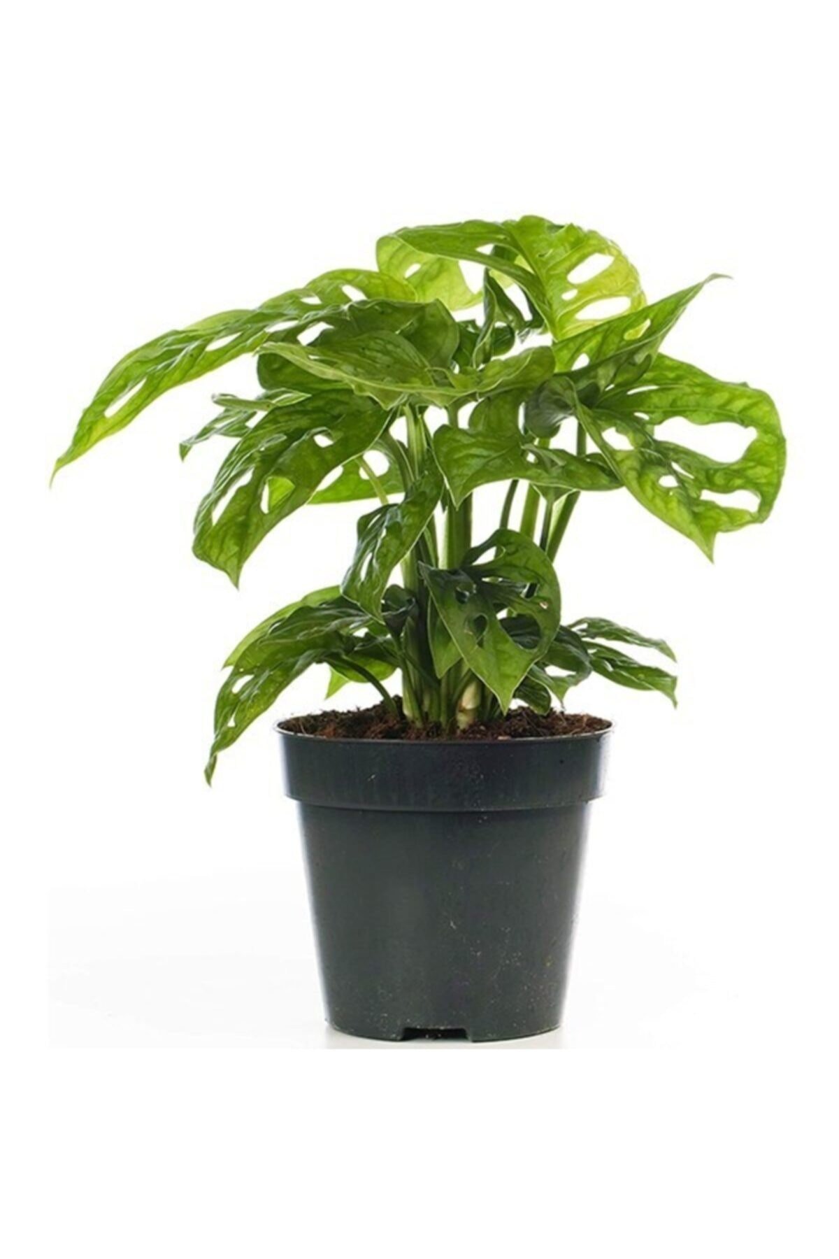 Monstera 'monkey Mask' Deve Tabanı