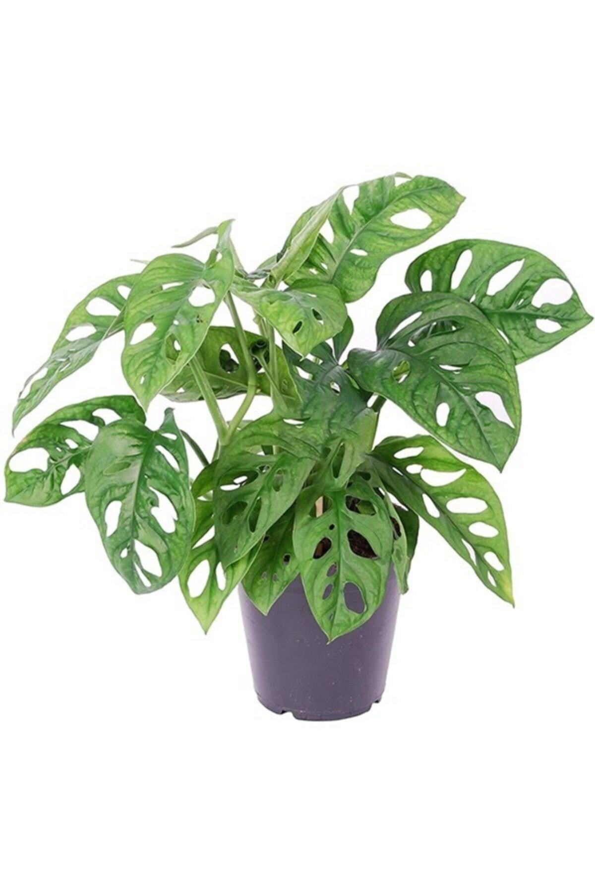 Monstera 'monkey Mask' Deve Tabanı